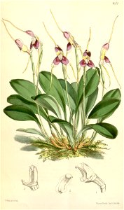 Masdevallia estradae - Curtis' 101 (Ser. 3 no. 31) pl. 6171 (1875)