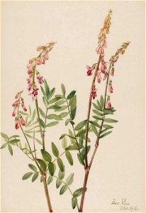 Mary Vaux Walcott - Pink Hedysarum (Hedysarum americanum) - 1970.355.24 - Smithsonian American Art Museum. Free illustration for personal and commercial use.