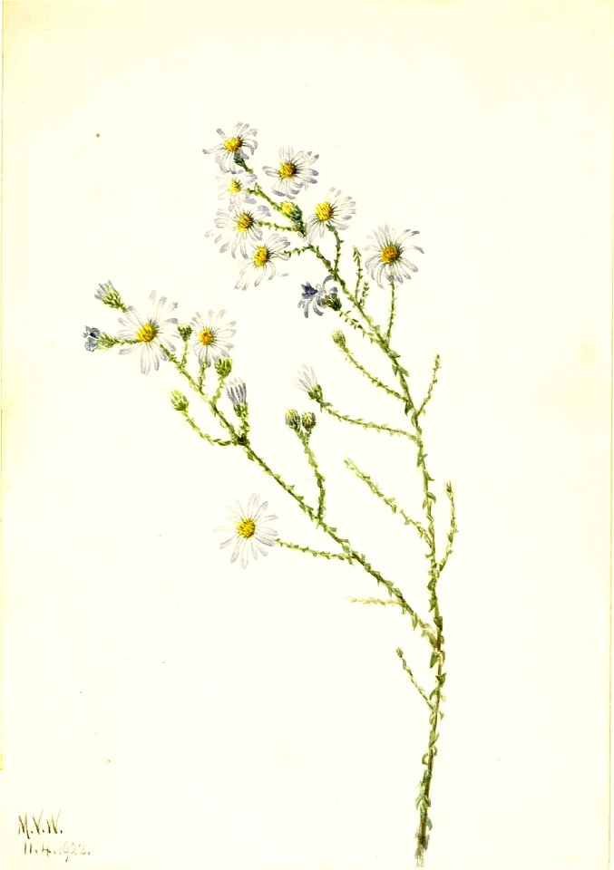 Mary Vaux Walcott - Pineland Aster (Aster squarrosus) - 1970.355.498 - Smithsonian American Art Museum