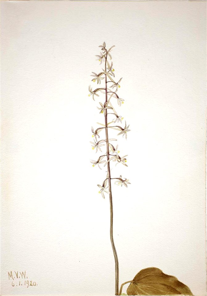 Mary Vaux Walcott - Crane-Fly Orchis (Tipularia uniflora) - 1970.355.279 - Smithsonian American Art Museum