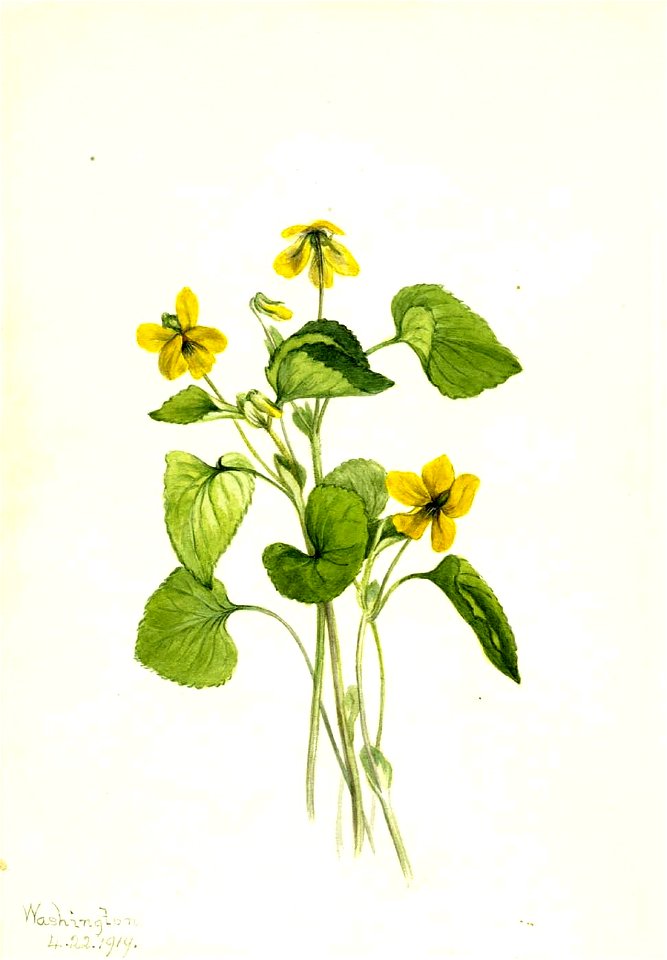 Mary Vaux Walcott - Smooth Yellow Violet (Viola eriocarpa) - 1970.355.562 - Smithsonian American Art Museum
