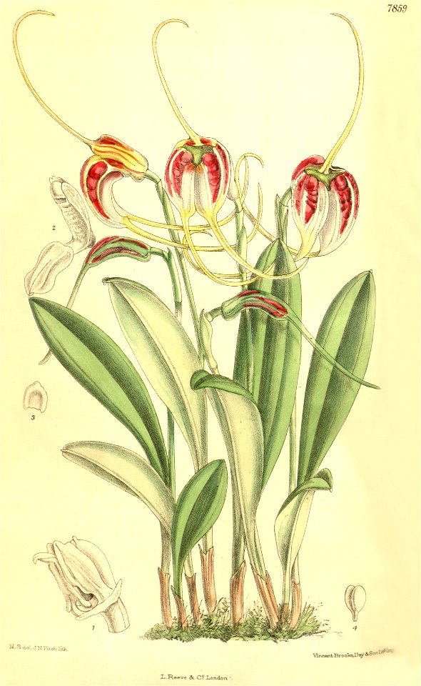 Masdevallia schroederiana - Curtis' 128 (Ser. 3 no. 58) pl. 7859 (1902)
