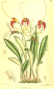 Masdevallia schroederiana - Curtis' 128 (Ser. 3 no. 58) pl. 7859 (1902)