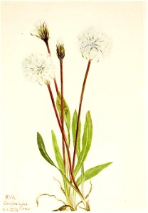 Mary Vaux Walcott - Slender Agoseris (Agoseris gracilens) - 1970.355.427 - Smithsonian American Art Museum. Free illustration for personal and commercial use.