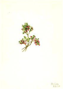 Mary Vaux Walcott - Low Whortleberry (Vaccinium caespitosum) - 1970.355.517 - Smithsonian American Art Museum