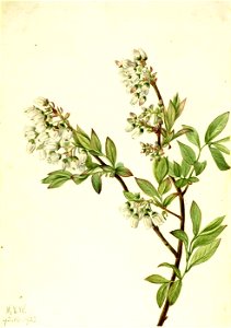 Mary Vaux Walcott - Highbush Blueberry (Vaccinium corymbosum) - 1970.355.566 - Smithsonian American Art Museum
