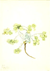 Mary Vaux Walcott - Double Bladderpod (Physaria didymocarpa) - 1970.355.506 - Smithsonian American Art Museum