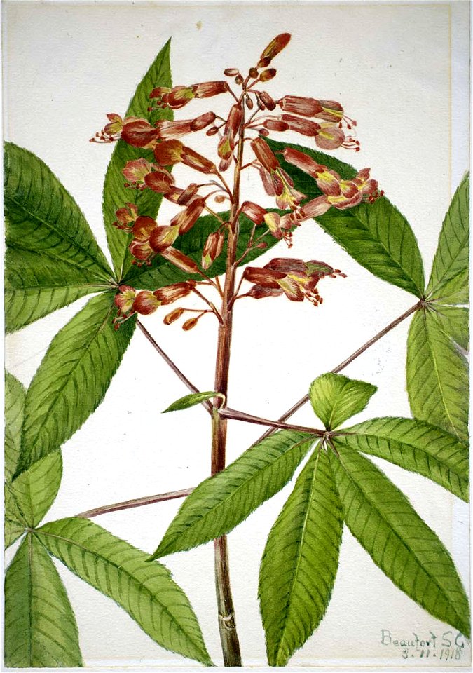 Mary Vaux Walcott - Red Buckeye (Aesculus pavia) - 1970.355.387 - Smithsonian American Art Museum