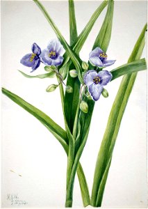 Mary Vaux Walcott - Virginia Spiderwort (Tradescantia virginiana) - 1970.355.381 - Smithsonian American Art Museum