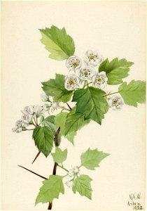 Mary Vaux Walcott - Thicket Hawthorn (Crataegus coccinea) - 1970.355.191 - Smithsonian American Art Museum
