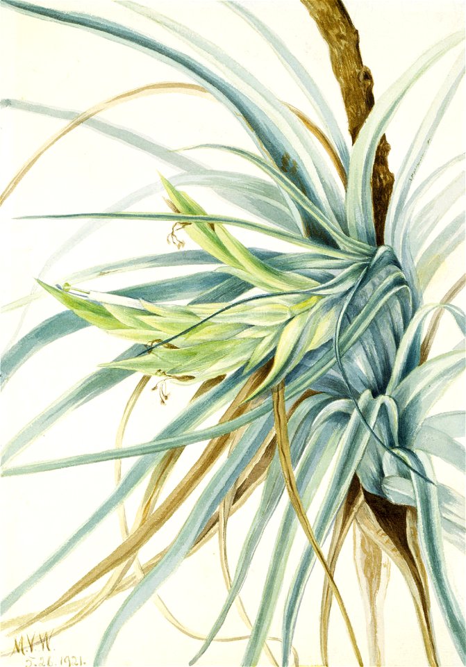 Mary Vaux Walcott - Wild Pineapple (Tillandsia fasciculata) - 1970.355.491 - Smithsonian American Art Museum