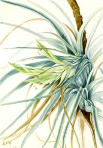 Mary Vaux Walcott - Wild Pineapple (Tillandsia fasciculata) - 1970.355.491 - Smithsonian American Art Museum