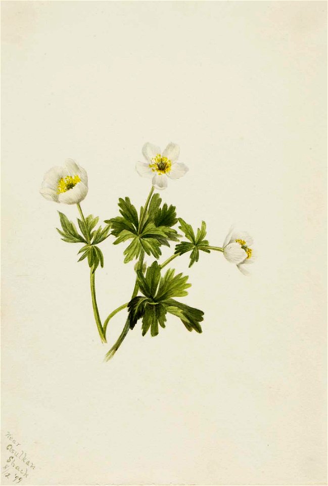 Mary Vaux Walcott - White Globeflower (Trollius albiflorus) - 1970.355.690 - Smithsonian American Art Museum
