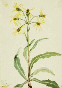 Mary Vaux Walcott - Mourning Groundsel (Senecio lugens) - 1970.355.613 - Smithsonian American Art Museum