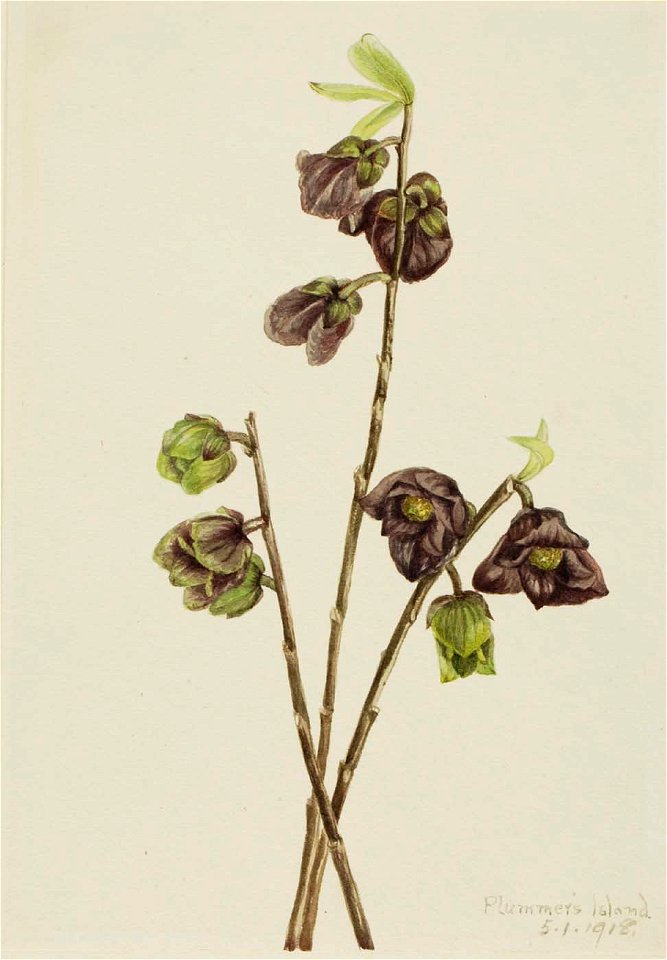 Mary Vaux Walcott - Papaw (Asimina triloba) - 1970.355.665 - Smithsonian American Art Museum