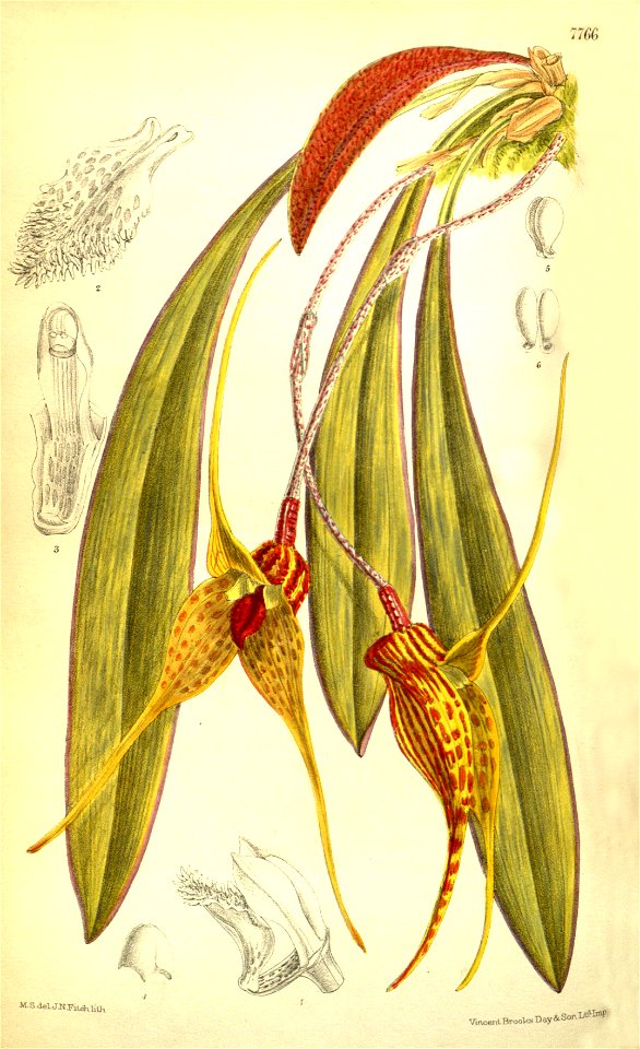 Masdevallia caesia (as Masdevallia deorsum) - Curtis' 127 (Ser. 3 no. 57) pl. 7766(1901)