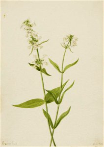 Mary Vaux Walcott - Yellow Pentstemon (Pentstemon confertus) - 1970.355.694 - Smithsonian American Art Museum