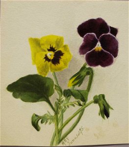 Mary Vaux Walcott - Untitled (Pansies) - 1970.355.786 - Smithsonian American Art Museum