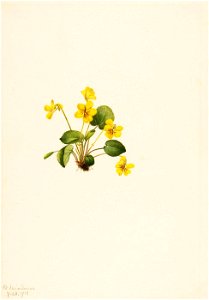 Mary Vaux Walcott - Yellow Violet (Viola orbiculata) - 1970.355.98 - Smithsonian American Art Museum