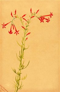 Mary Vaux Walcott - Untitled-Flower Study - 1970.355.74 - Smithsonian American Art Museum