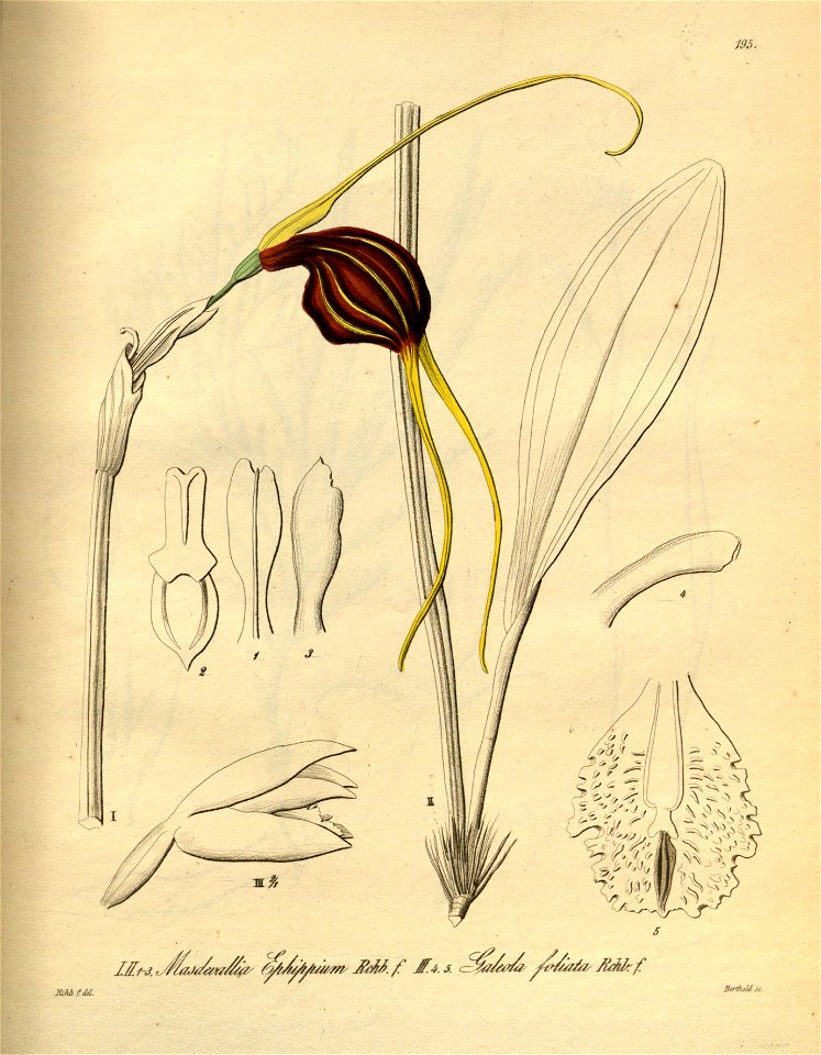 Masdevallia trochilus (as Masdevallia ephippium) - Pseudovanilla foliata (as Galeola foliata) - Xenia 2 pl 195