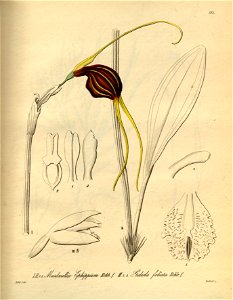 Masdevallia trochilus (as Masdevallia ephippium) - Pseudovanilla foliata (as Galeola foliata) - Xenia 2 pl 195