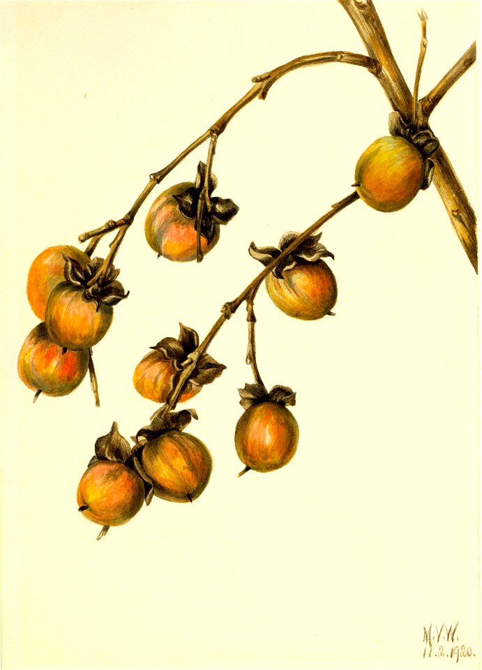 Mary Vaux Walcott - Persimmon (Diospyros virginiana) - 1970.355.4 - Smithsonian American Art Museum