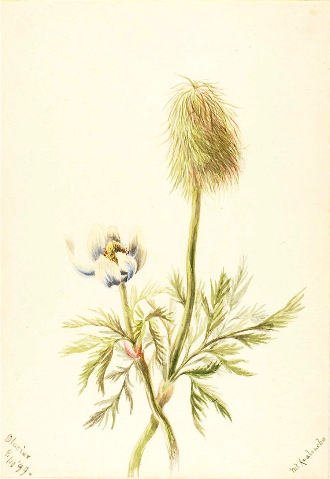 Mary Vaux Walcott - Pulsatilla occidentalis - 1970.355.156 - Smithsonian American Art Museum