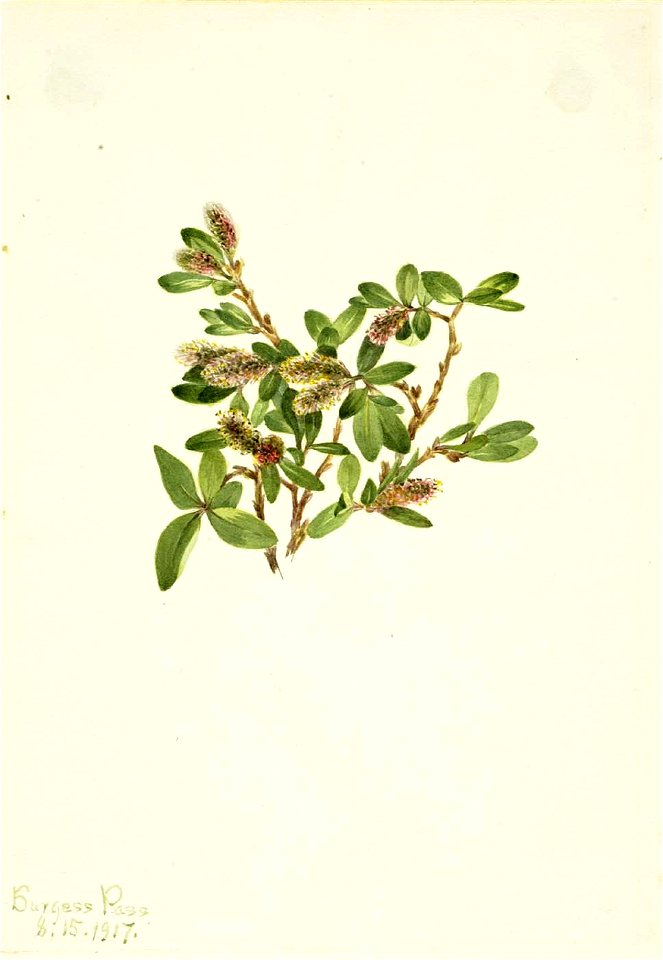 Mary Vaux Walcott - Rock Willow (Salix petrophila) - 1970.355.444 - Smithsonian American Art Museum