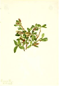 Mary Vaux Walcott - Rock Willow (Salix petrophila) - 1970.355.444 - Smithsonian American Art Museum