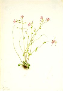 Mary Vaux Walcott - Naiad Spring Beauty (Claytonia parvifolia) - 1970.355.432 - Smithsonian American Art Museum