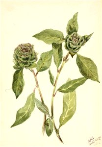 Mary Vaux Walcott - Willow (Salix) - 1970.355.227 - Smithsonian American Art Museum