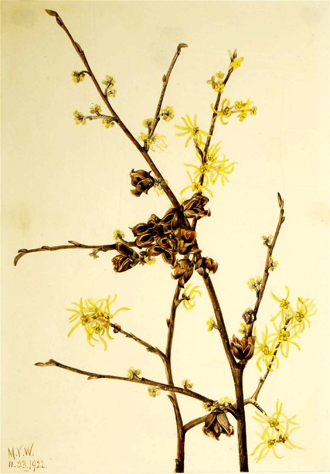 Mary Vaux Walcott - Witch Hazel (Hamamelis virginiana) - 1970.355.660 - Smithsonian American Art Museum