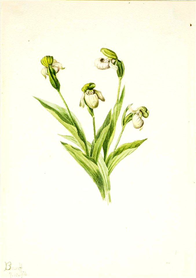 Mary Vaux Walcott - Northern Lady's Slipper (Cypripedium passerinum) - 1970.355.429 - Smithsonian American Art Museum