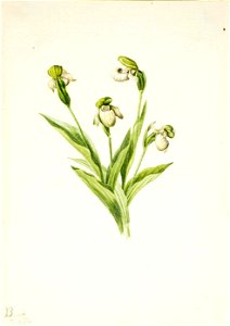 Mary Vaux Walcott - Northern Lady's Slipper (Cypripedium passerinum) - 1970.355.429 - Smithsonian American Art Museum