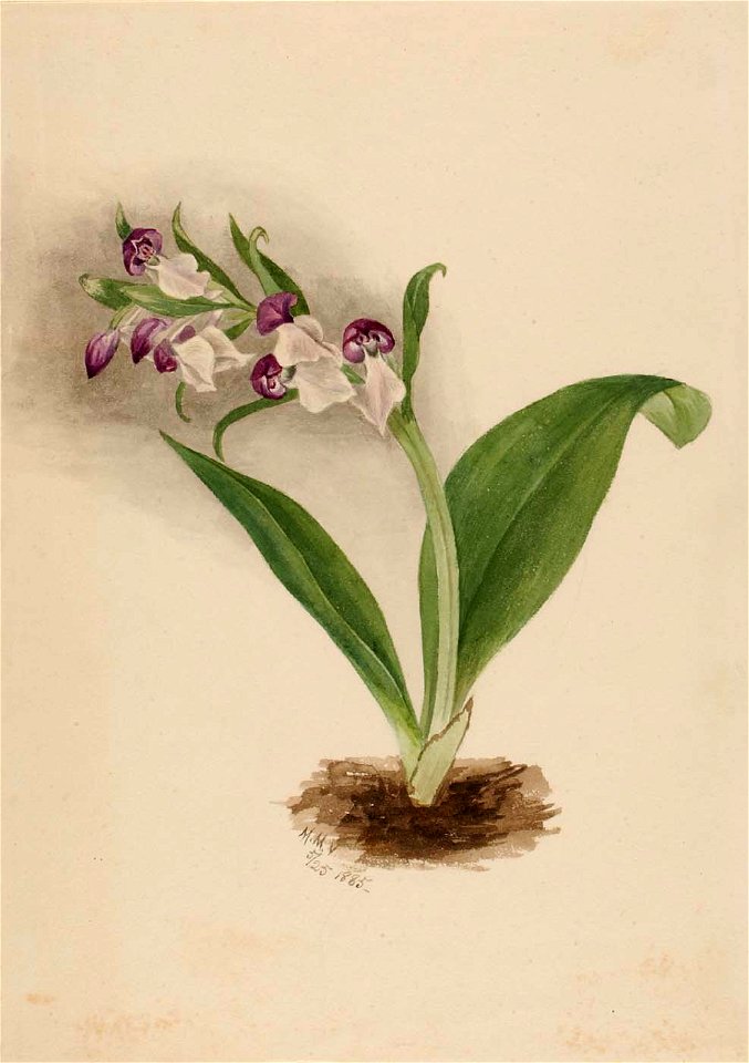 Mary Vaux Walcott - Showy Orchids (Orchis spectabilis) - 1970.355.9 - Smithsonian American Art Museum