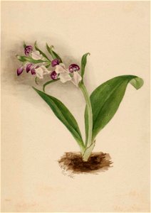 Mary Vaux Walcott - Showy Orchids (Orchis spectabilis) - 1970.355.9 - Smithsonian American Art Museum