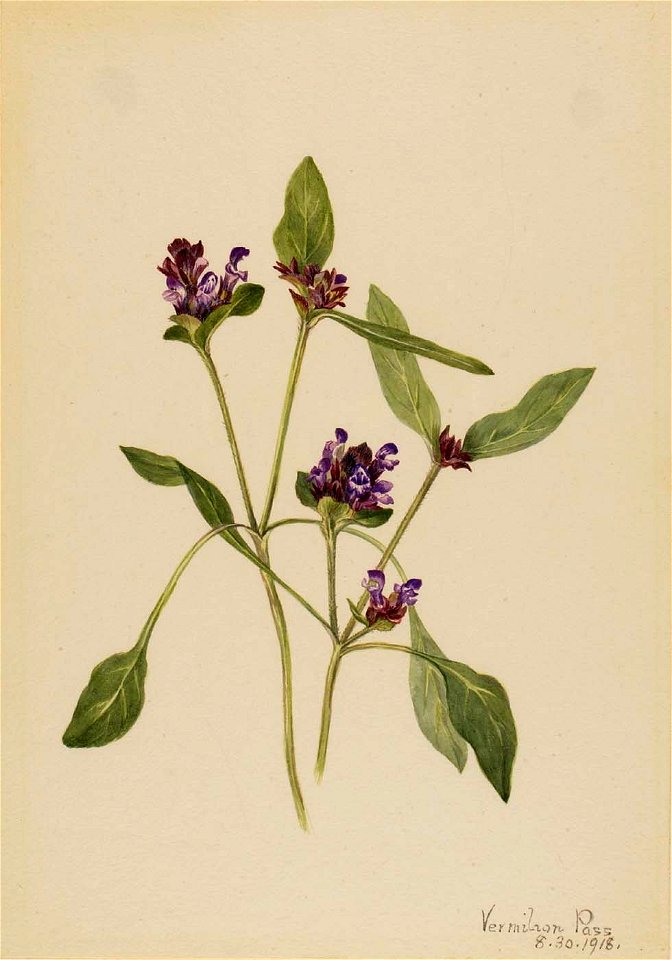 Mary Vaux Walcott - Self-Heal (Prunella vulgaris) - 1970.355.22 - Smithsonian American Art Museum