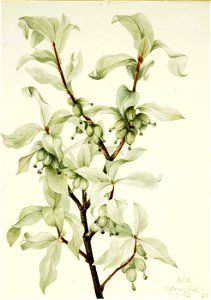 Mary Vaux Walcott - Silverberry (Elaeagnus commutata) - 1970.355.412 - Smithsonian American Art Museum