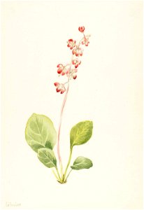 Mary Vaux Walcott - Showy Pyrolla (Pyrola asarifolia) - 1970.355.130 - Smithsonian American Art Museum