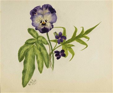 Mary Vaux Walcott - Untitled (Pansy) - 1970.355.797 - Smithsonian American Art Museum