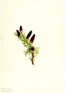 Mary Vaux Walcott - Picea engelmanni - 1970.355.100 - Smithsonian American Art Museum