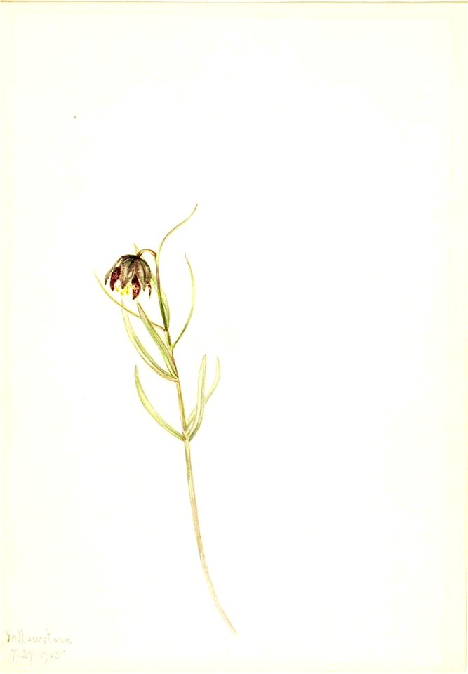 Mary Vaux Walcott - Untitled-Flower Study - 1970.355.238 - Smithsonian American Art Museum
