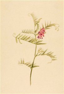 Mary Vaux Walcott - Vicia americana - 1970.355.67 - Smithsonian American Art Museum