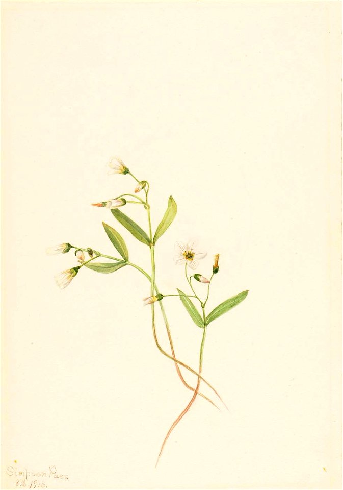 Mary Vaux Walcott - Spring Beauty (Claytonia lanceolata) - 1970.355.97 - Smithsonian American Art Museum