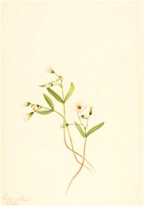 Mary Vaux Walcott - Spring Beauty (Claytonia lanceolata) - 1970.355.97 - Smithsonian American Art Museum