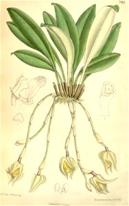 Masdevallia platyglossa - Curtis' 117 (Ser. 3 no. 47) pl 7185 (1891)