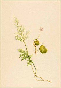 Mary Vaux Walcott - Viola palustris - 1970.355.65 - Smithsonian American Art Museum