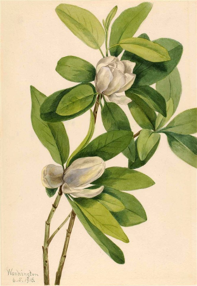 Mary Vaux Walcott - Swamp Magnolia (Magnolia virginiana) - 1970.355.18 - Smithsonian American Art Museum