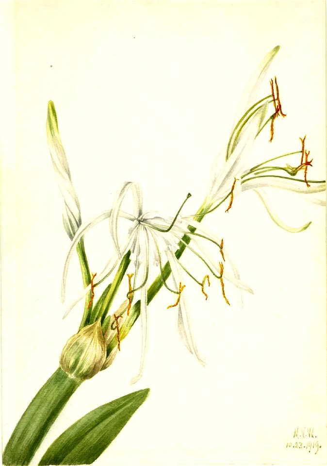 Mary Vaux Walcott - Spider Lily (Hymenocallis rotata) - 1970.355.492 - Smithsonian American Art Museum